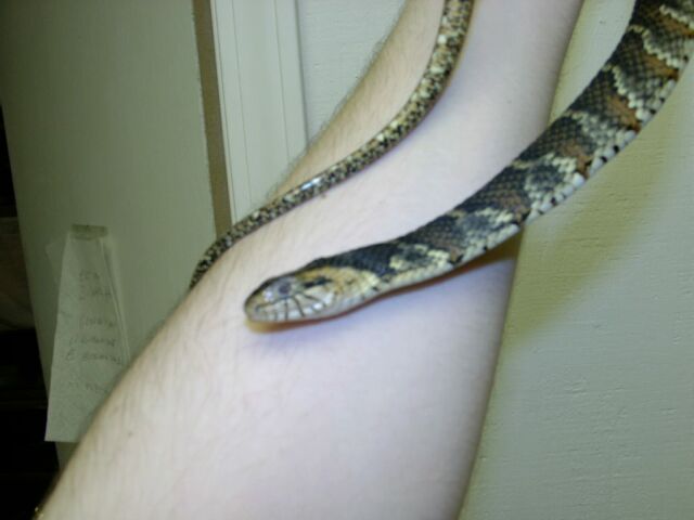Ripley