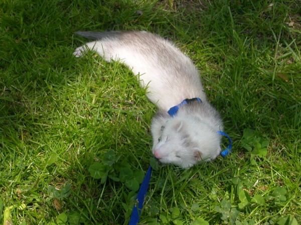 Roland napping outside