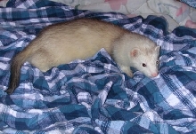 Roland