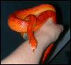 "Rose" female Sunglow Motley