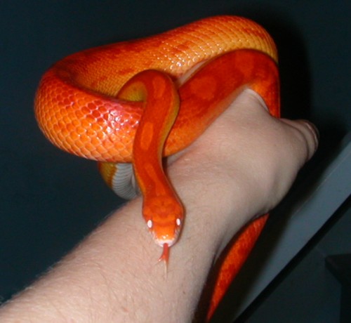 "Rose" female Sunglow Motley