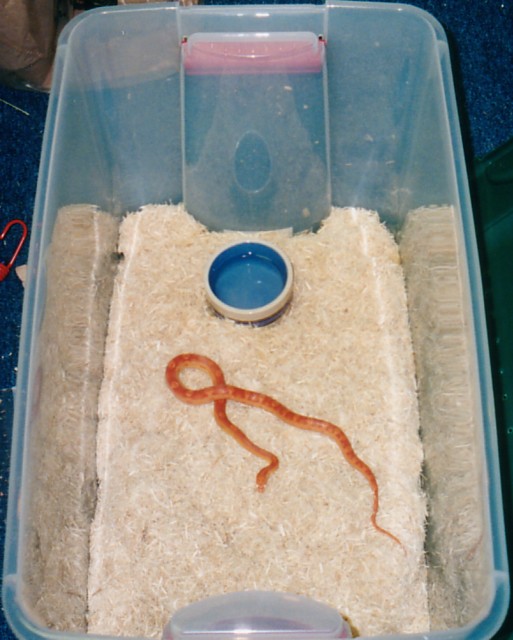 Sunglow Motley in 70 Qt. Sterilite