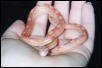 "Rubeus" Sunglow Motley Corn