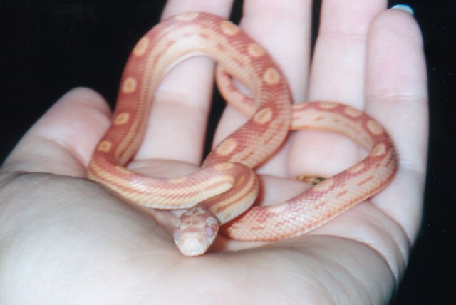 "Rubeus" Sunglow Motley Corn