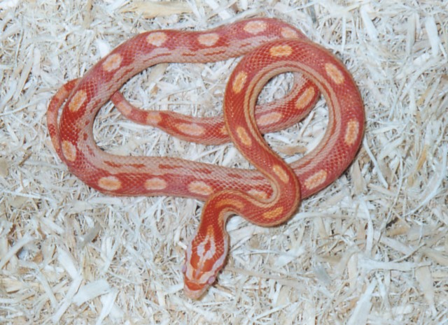 "Rubeus"  Sunglow Motley Corn
