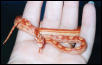 "Rubeus" Sunglow Motley Corn