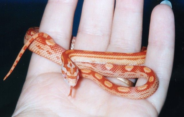 "Rubeus" Sunglow Motley Corn