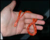 "Rubeus" male Sunglow Motley