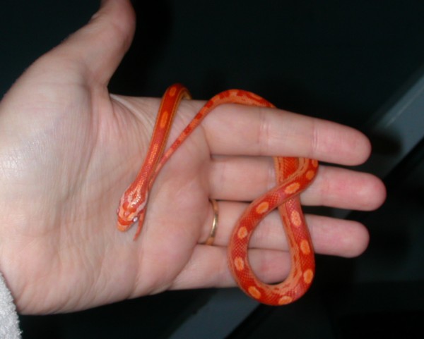 "Rubeus" male Sunglow Motley