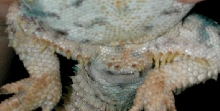 femoral pores