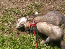 Shadow and Wolf digging