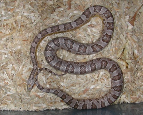"Sidney" Ghost Corn