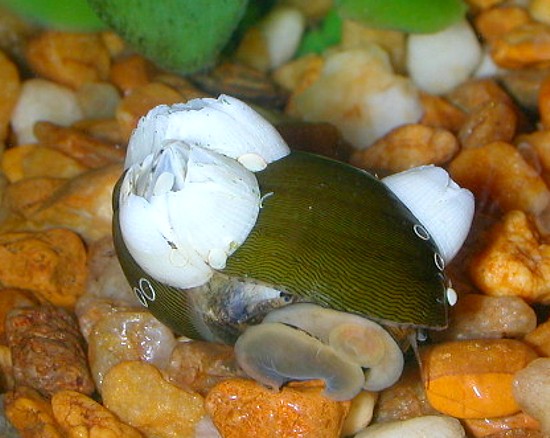 New Snail with Barnacles