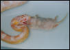 Snow Corn Feeding