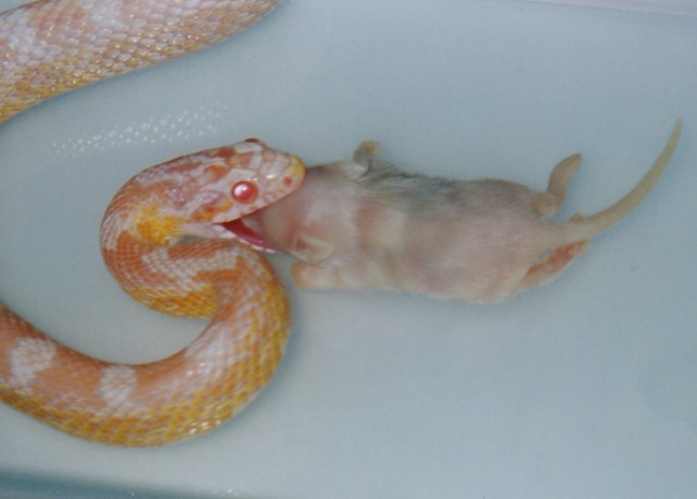 Snow Corn Feeding