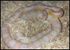 "Snowball" Snow Corn het Hypo