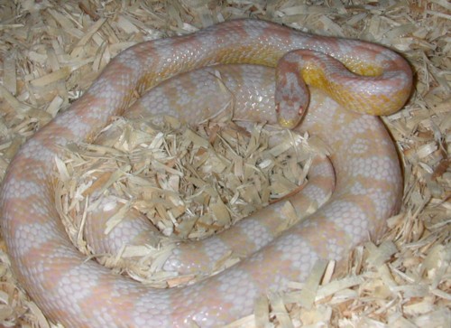 "Snowball" Snow Corn het Hypo