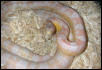 "Snowball" Snow Corn het Hypo