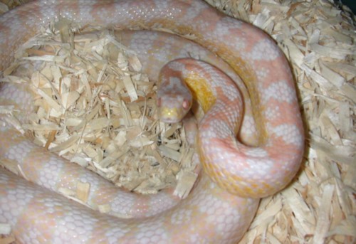 "Snowball" Snow Corn het Hypo