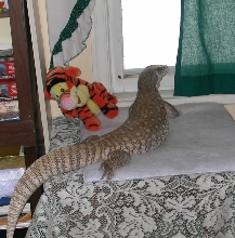 Tigger looking out the window