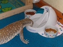 Tigger taking a drink....