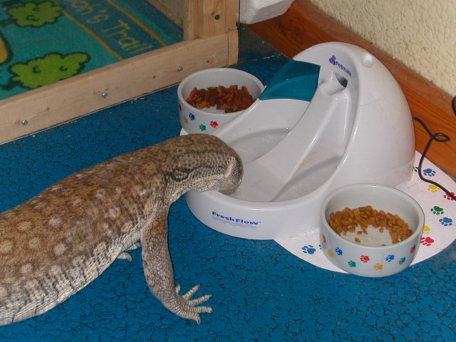 Tigger taking a drink....