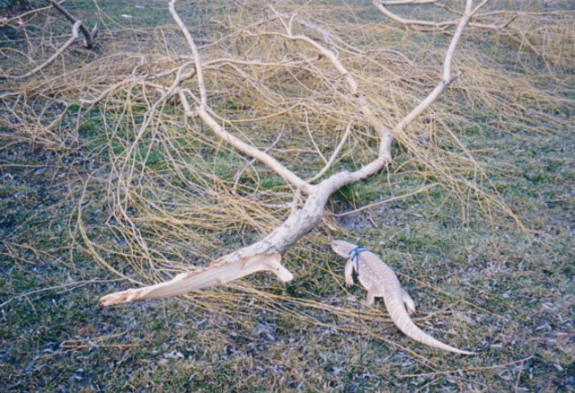 Savannah checking out fallen branch