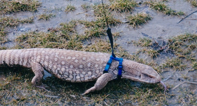 Savannah in Puddle