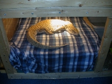 Tigger's New Basking Shelf