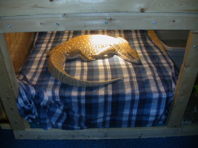 Tigger's New Basking Shelf