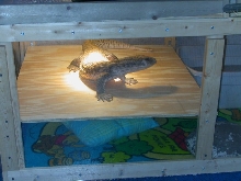 Tigger's New Basking Shelf