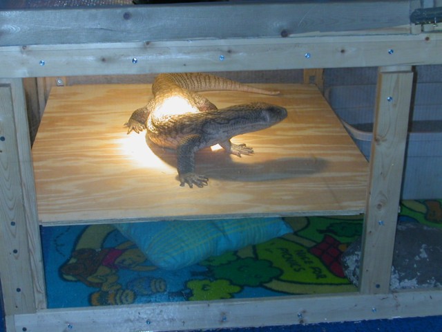 Tigger's New Basking Shelf