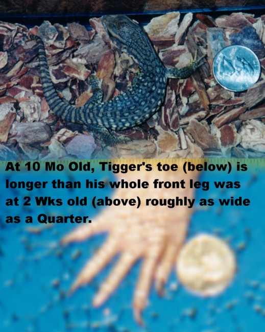 Interesting Size Comparison