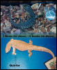 Size Comparison