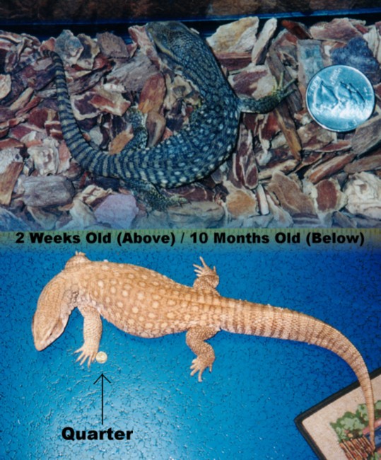 Size Comparison