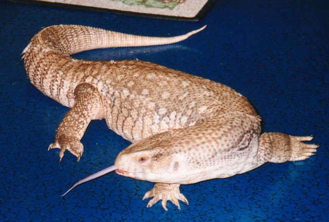 Sav Monitor strutting his stuff