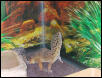 Trouble's new Background