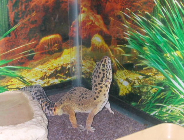 Trouble's new Background