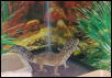 Trouble's new Background