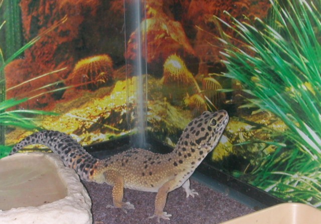 Trouble's new Background