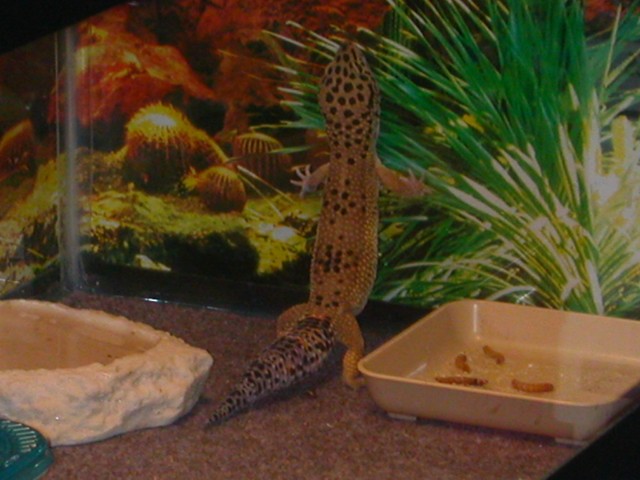 Trouble's new Background