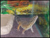 Trouble's new Background