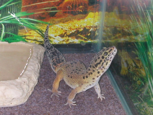 Trouble's new Background