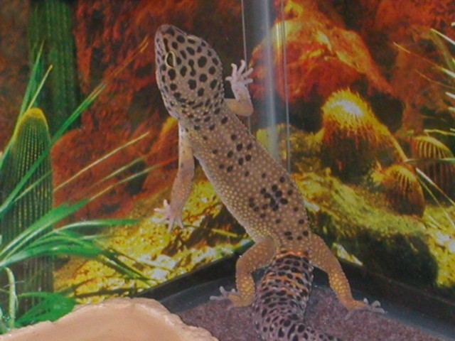 Trouble's new Background