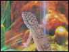 Trouble's new Background