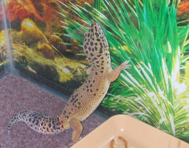 Trouble's new Background