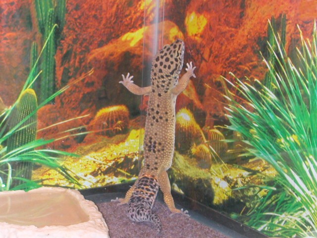 Trouble's new Background