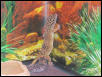 Trouble's new Background