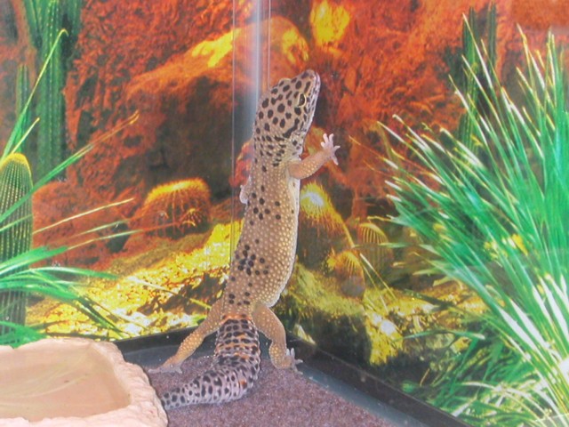 Trouble's new Background