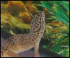 Trouble's new Background